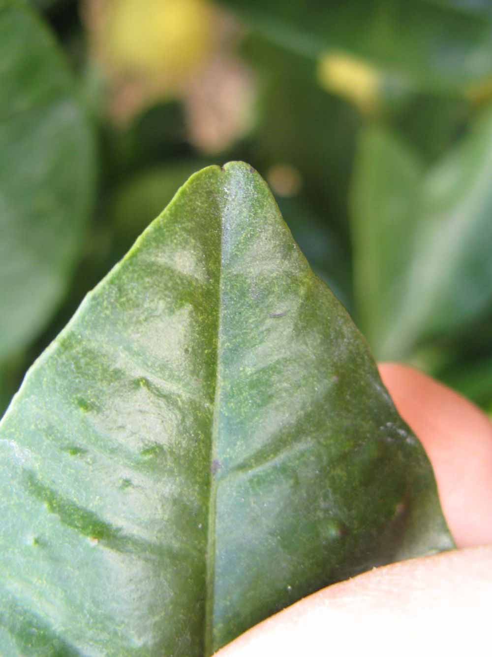              Margin (Winter Haven, FL)       